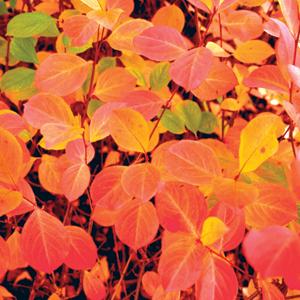 ARONIA MELANOCARPA `VIKING`