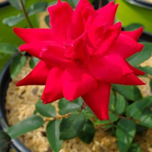 ROSA `DOUBLE KNOCK OUT`