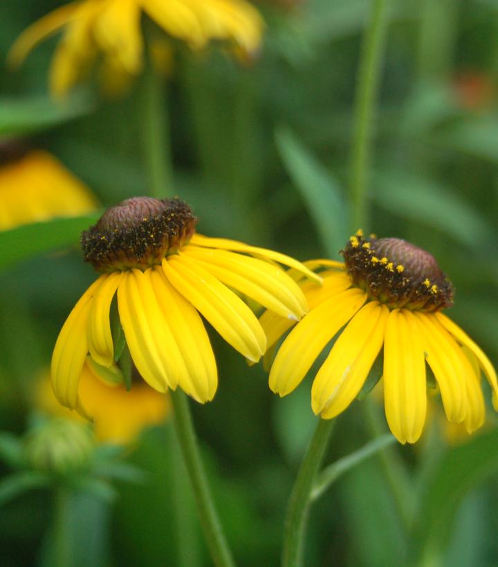 RUDBECKIA FULGIDA `VIETTE`S LITTLE SUZY`