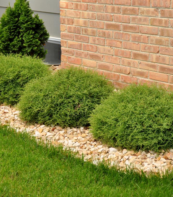 THUJA `MR. BOWLING BALL`