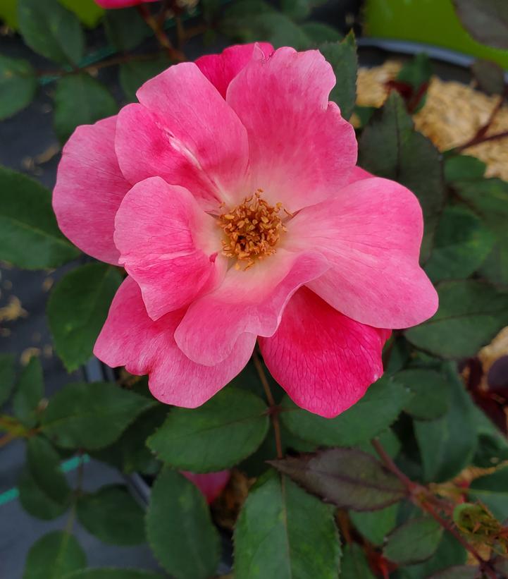 ROSA `PINK KNOCK OUT`