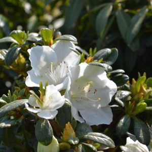AZALEA `GIRARD`S PLEASANT WHITE`