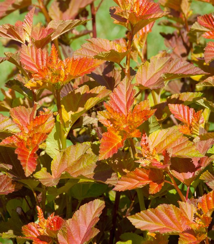 PHYSOCARPUS OP. `AMBER JUBILEE`
