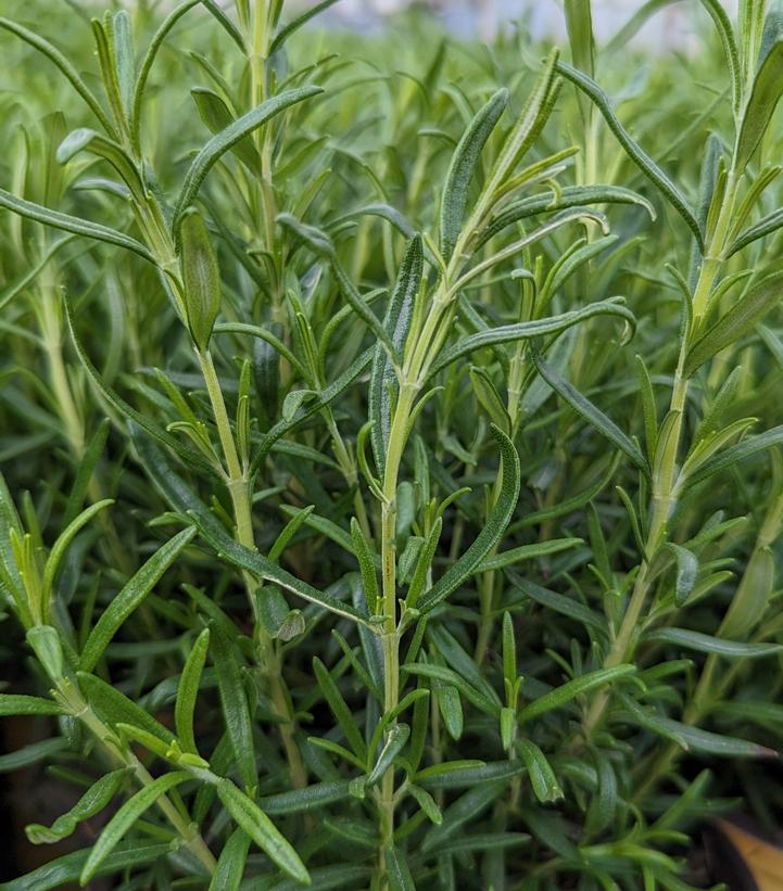 ROSMARINUS `BARBEQUE`