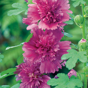 ALCEA `SPRING CELEBRITIES PURPLE`
