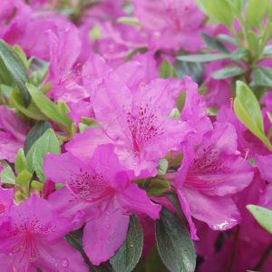 AZALEA `KAREN`
