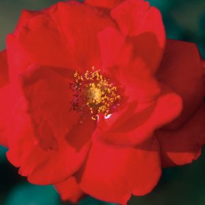 ROSA `RAMBLIN` RED` - CL