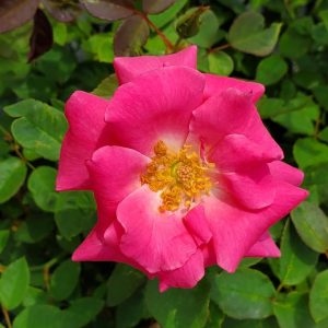 ROSA `ZEPHIRINE DROUHIN` - CL
