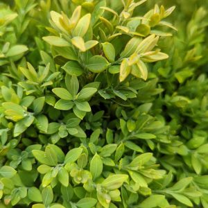 BUXUS MICRO. JAP. `GREEN GEM`
