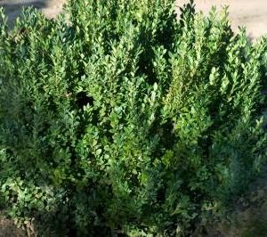 BUXUS MICRO. JAP. `GREEN MOUNTAIN`