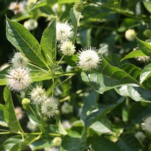 CEPHALANTHUS OCCIDENTALIS `SUGAR SHACK`