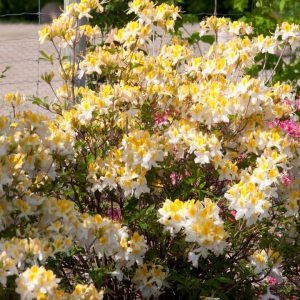 AZALEA `NORTHERN HI-LIGHTS`