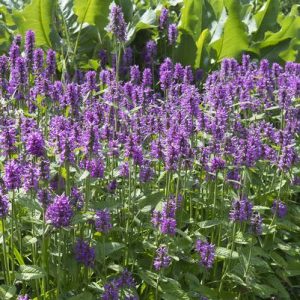 STACHYS MONIERI `HUMMELO`