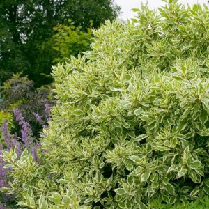 CORNUS ALBA `IVORY HALO`
