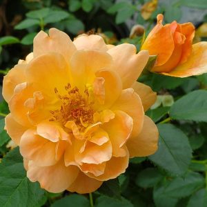 ROSA `AT LAST`