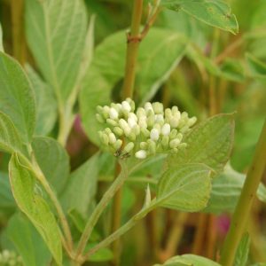 CORNUS SERICEA `CARDINAL`
