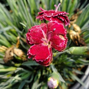 DIANTHUS F.P. `BLACK CHERRY FROST`