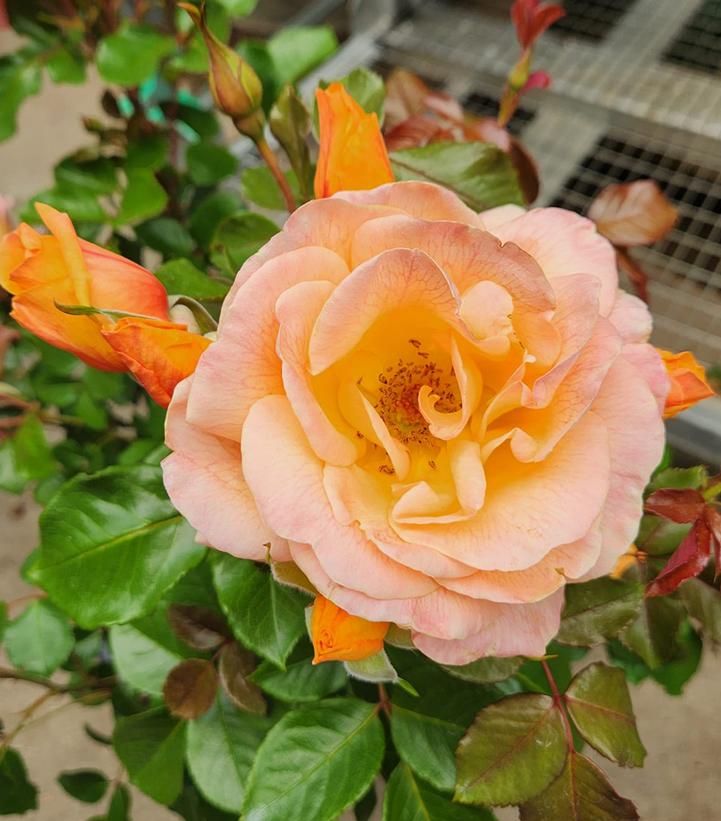 ROSA `GILDED SUN`