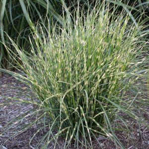 MISCANTHUS `BANDWIDTH` (STERILE)