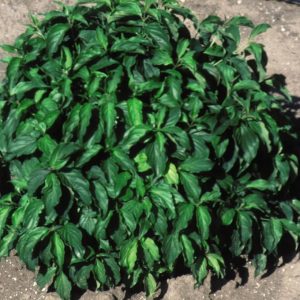 CORNUS SERICEA `KELSEY`