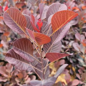 COTINUS `WINECRAFT BLACK`
