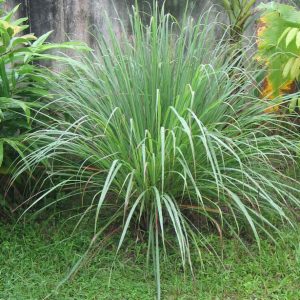 CYMBOPOGON CITRATUS - LEMONGRASS