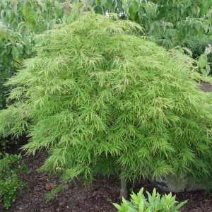 ACER PAL. DIS. `WATERFALL`