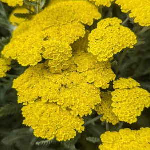 ACHILLEA FILIPENDULINA `MOONSHINE`