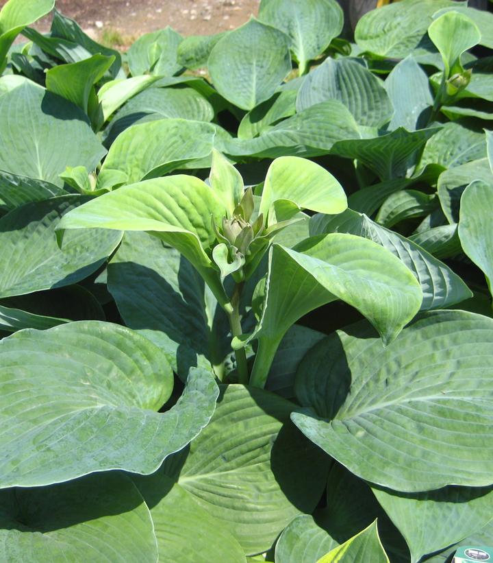 HOSTA SIEBOLDIANA `ELEGANS`