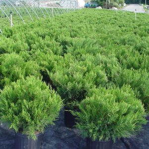 JUNIPERUS HORIZONTALIS `P.C. YOUNGSTOWN`