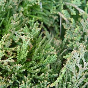 JUNIPERUS HORIZONTALIS `WILTONI`