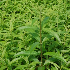 ALOYSIA TRIPHYLLA - LEMON VERBENA