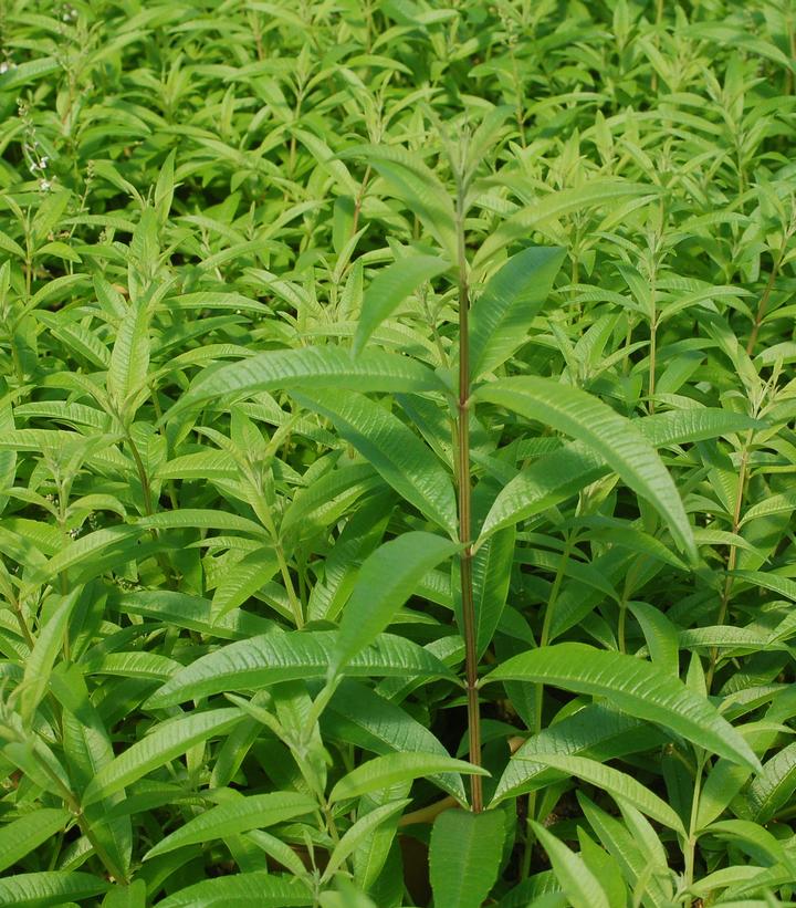 ALOYSIA TRIPHYLLA - LEMON VERBENA