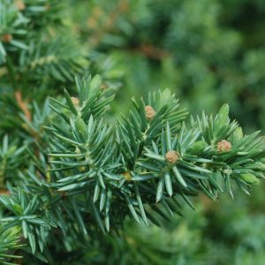 JUNIPERUS CONFERTA `BLUE PACIFIC`