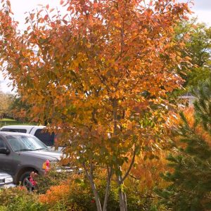 AMELANCHIER `AUTUMN BRILLIANCE` - CLUMP