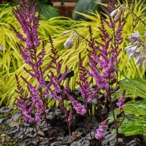 ASTILBE `DARK SIDE OF THE MOON`