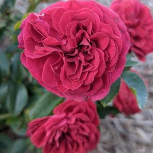 ROSA `TRUE LOVE`