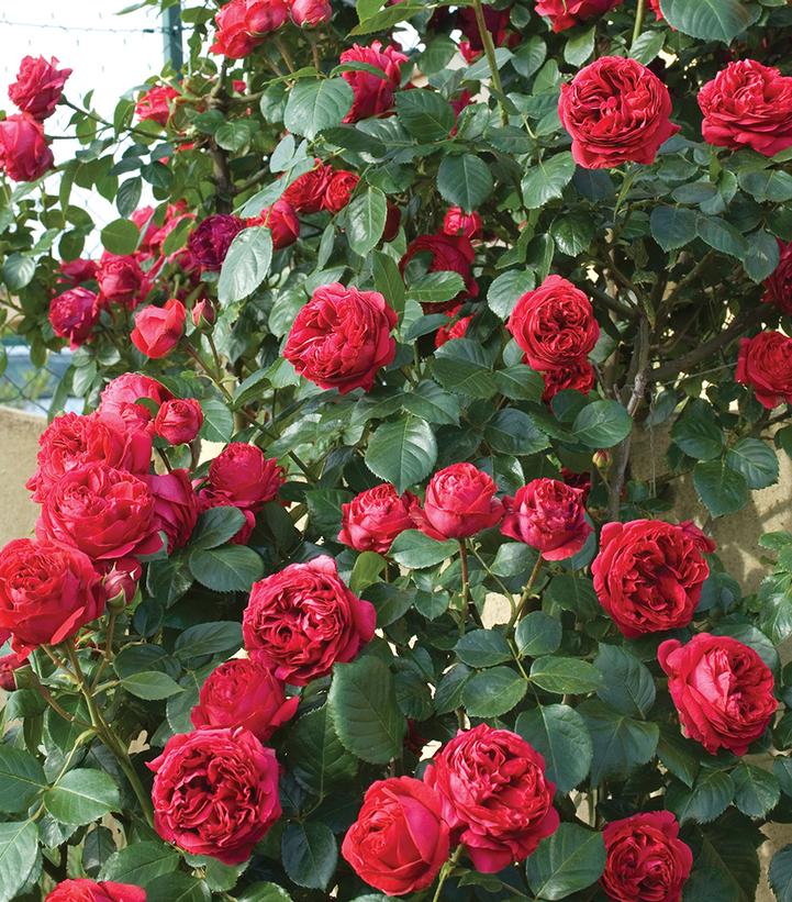 ROSA `RED EDEN ` CL
