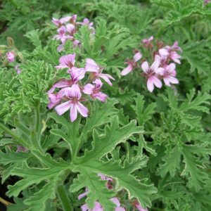 PELARGONIUM CITROSA - MOSQUITO PLANT