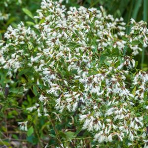 BACCHARIS HALIMIFOLIA