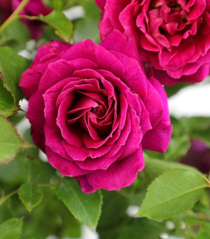 ROSA `TRUE SERENITY`
